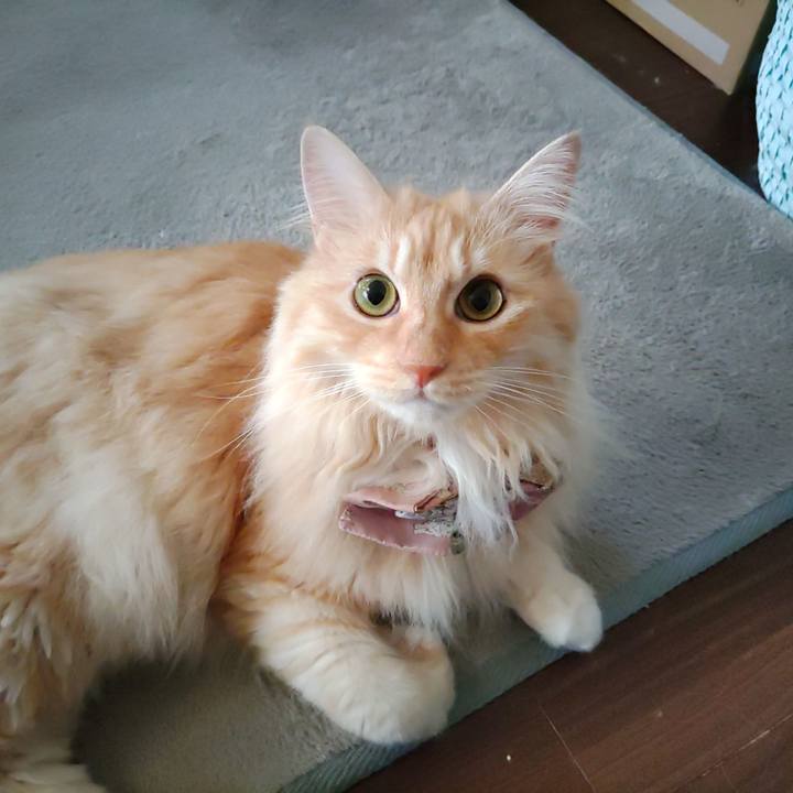 0941c5b4 a24d 4a17 a796 9b67f7de46e4 1722812069765