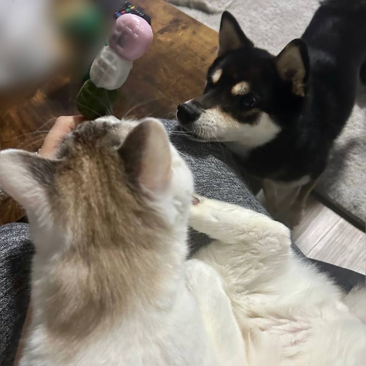 0943128d af17 48f0 b1d8 bcec426edf22 1712053489973