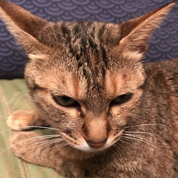 0943df4c 10c1 40c9 925c ce4fba8a8f6c 1584272634767