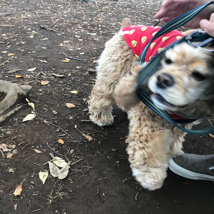 09445322 d4c7 4cd8 964a e80cde3a8508 1509154683188