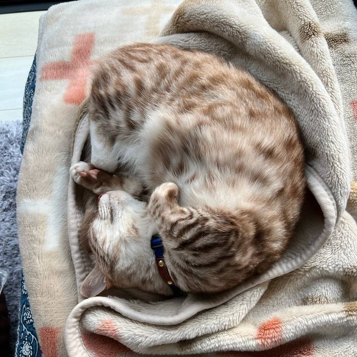 09459af8 98b1 4377 8b41 466b87f36442 1680356326787