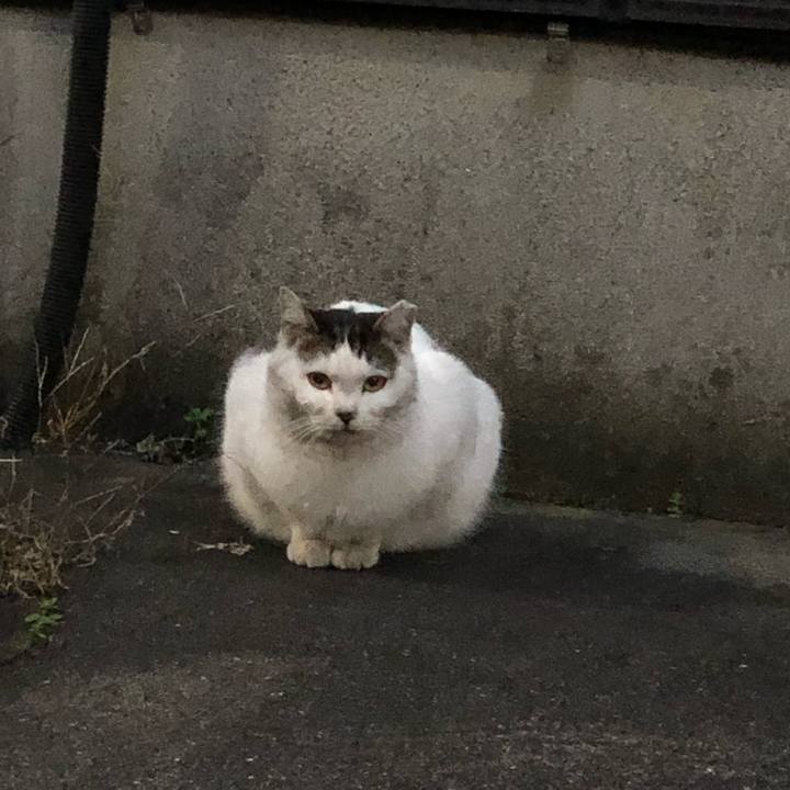 094746e1 bbaa 4b90 b6d3 e3c311c95f5e 1545403394055