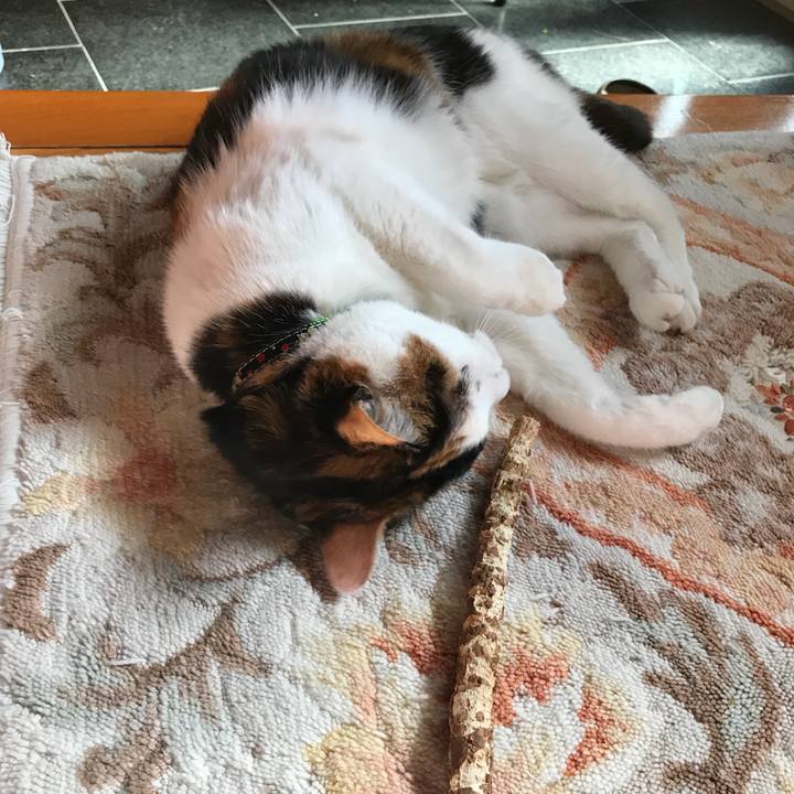 09485219 f3b2 4ce3 899b adfb2d57bd3a 1510459417969