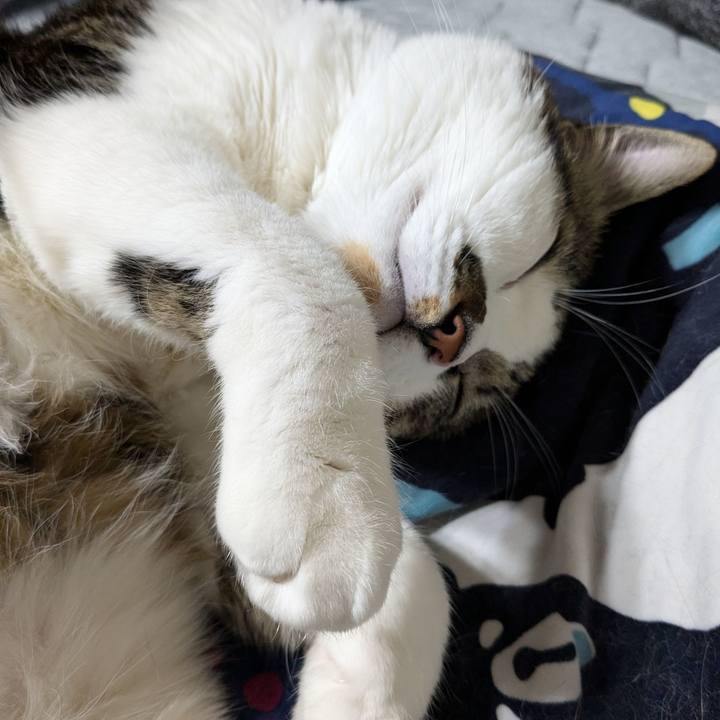 094a2657 aab5 4b42 b6ab 6941012c3628 1733657082334