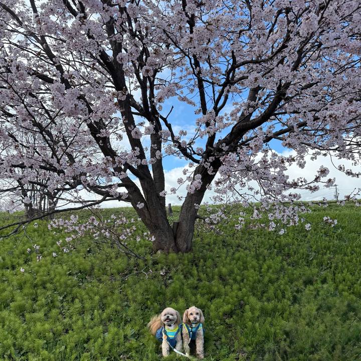 094a8004 1a11 49a0 9bfe eade0d6f6605 1777025869529