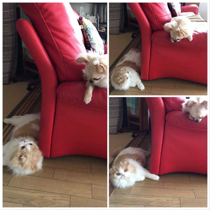 094bef2b 8745 43df b290 f0d41e3f2f69 1564015485077