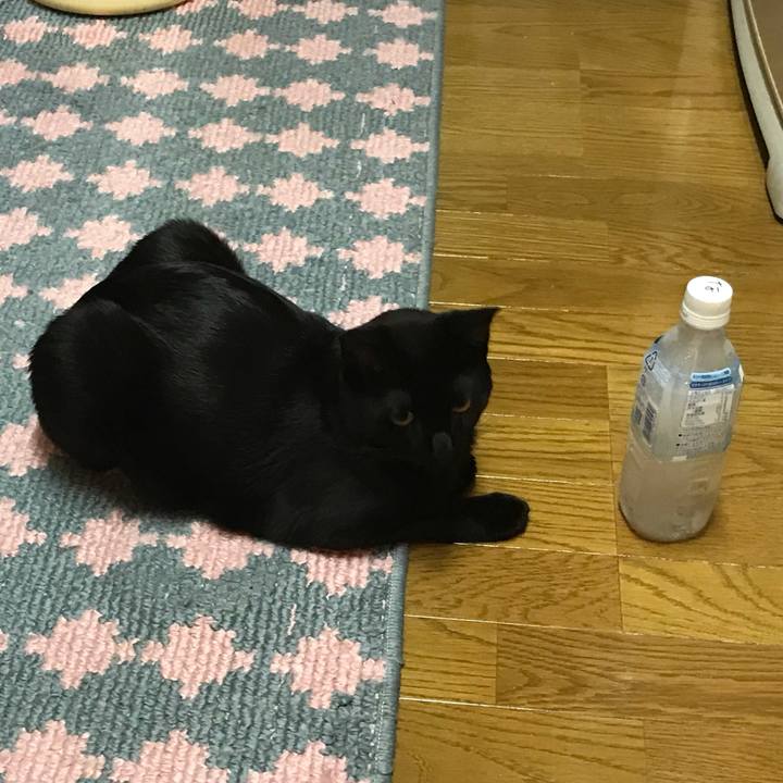 094ff2a0 c787 431b 986d 3dd96cf33516 1596539059012