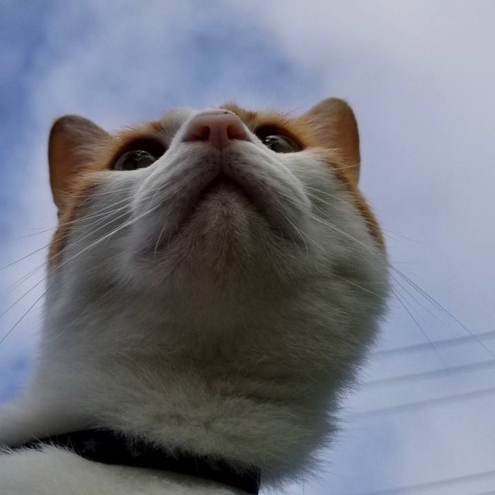 0952808b e77d 497c 96a1 95a4b94904c9 1534033112086