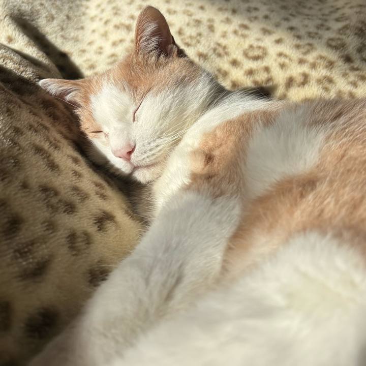 0955f998 f78e 4569 bbdb 726c06c4cc31 1763181015250