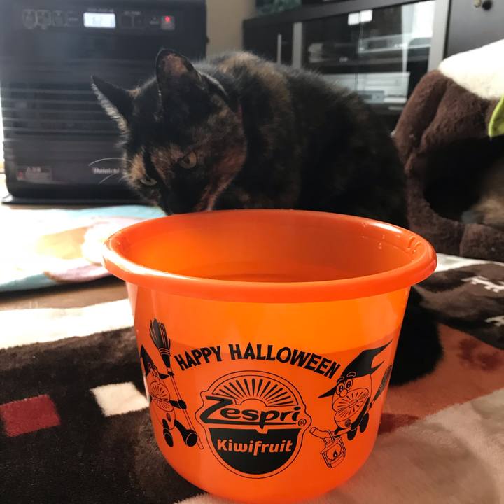 0956c6e5 bfcf 4e1a b43b ed1d461df108 1540951085137