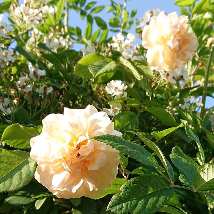 0956e965 08c4 42b2 9e57 48dd16cd682f 1620361503452