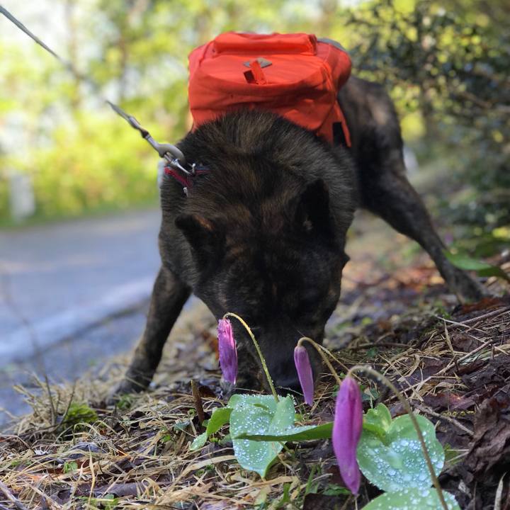 095733e9 3efc 4037 a658 a4723be76b92 1526809705909