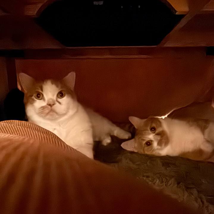 095737cf cedd 4e64 a97f e2cb21c6663d 1763125428457