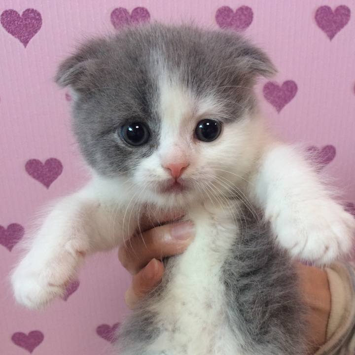 095cf2d8 6b5b 4c63 86f9 179c21d00f34 1526807697634