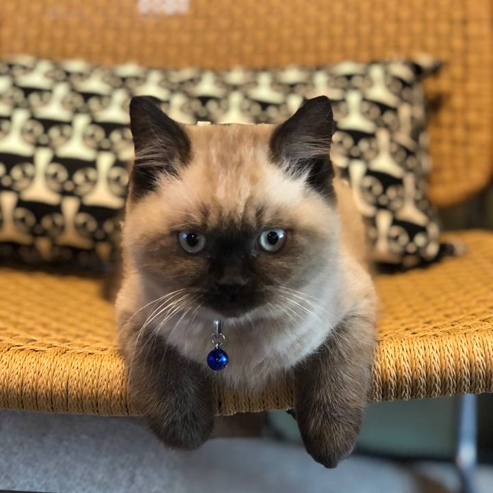 095d4bf5 4b4a 4d34 b750 6d7c7c172830 1587939505154