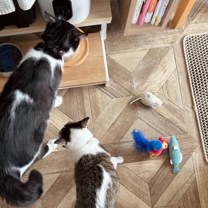 095de11c d683 4d42 81b2 0cdf23794a51 1763003611884