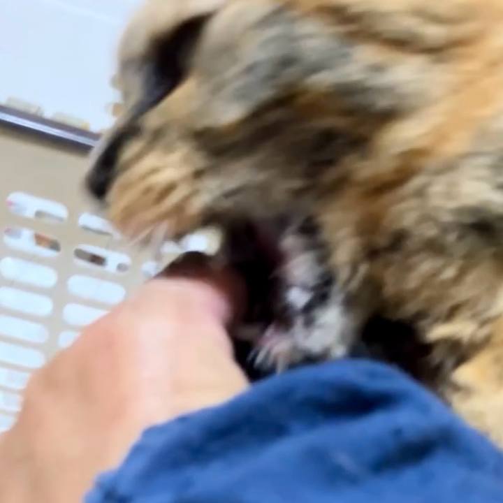 095e7bba 8d96 413b 9718 d8d8bf714cc2 1730259897769