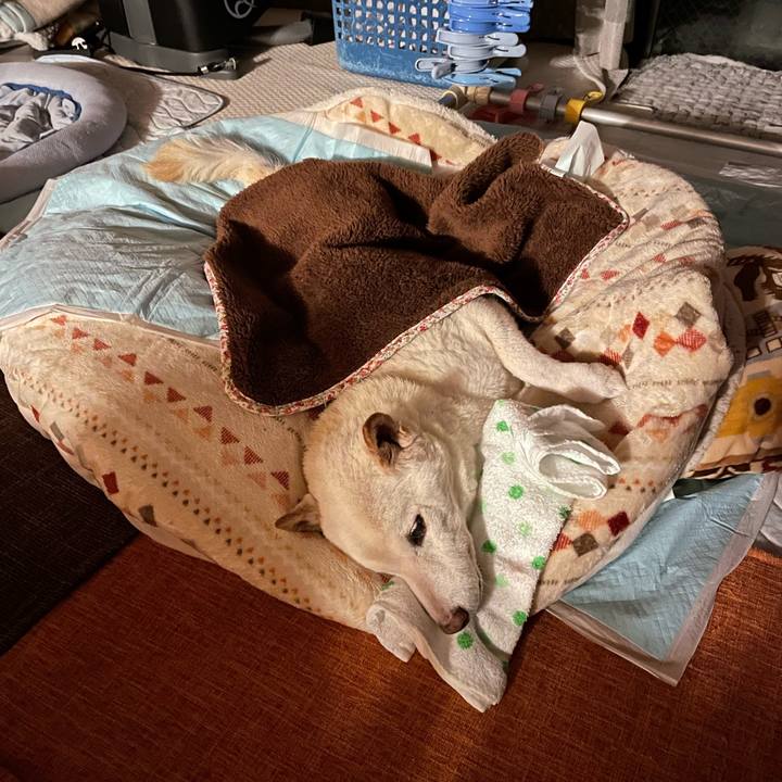 0965cc1b f631 4a5b a1a4 055e28915316 1669034194723