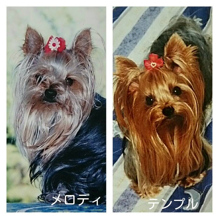 0966d2e5 d3a8 4766 a06f f8975ee89987 1511926873825