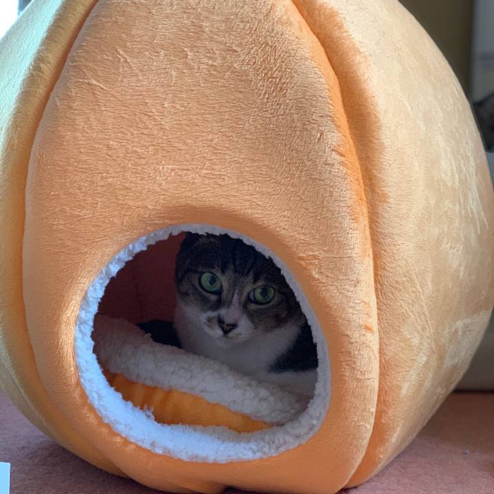 096ad886 71c7 4bb1 ad38 fe6fa631ed5c 1540518760288