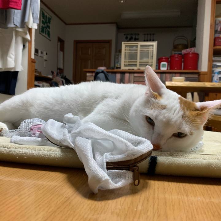 096b56fa 8686 4199 8c06 68b6c39cbd07 1558017109994