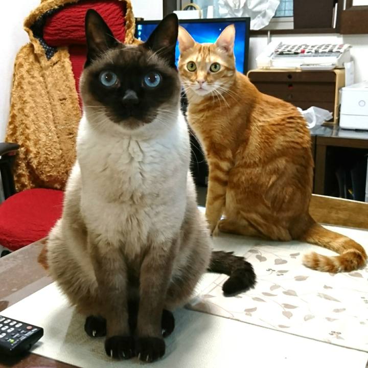 096ff188 4967 4bed 9aa8 11b22f70ad78 1547338412604