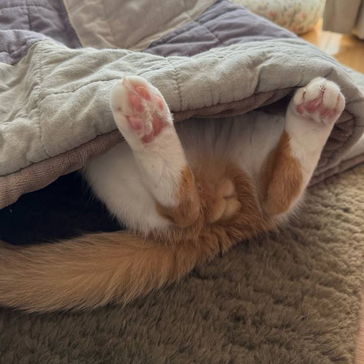 09701fb4 7b8a 42d2 a644 0400de861334 1762056597316