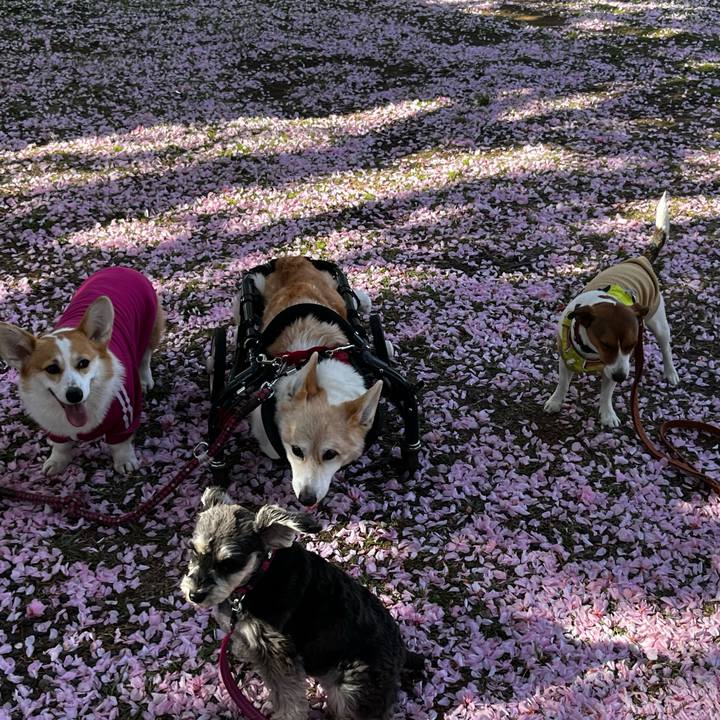 0970c59c 9829 4f47 a90d d8a552c88ed9 1745405600696