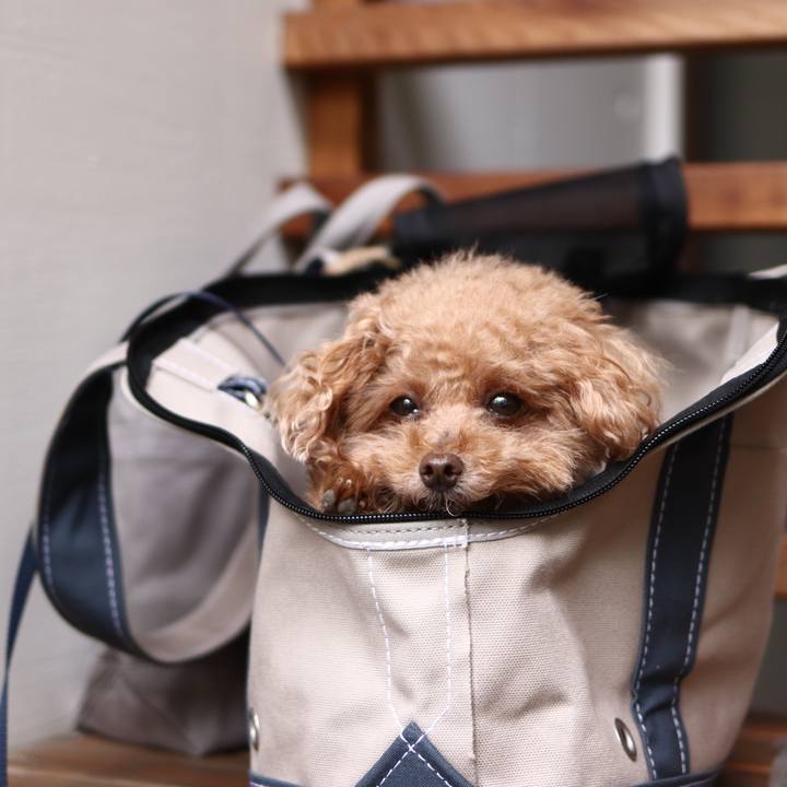 0977a27a 3670 492a 8943 9943dcfc0aa7 1592726436605