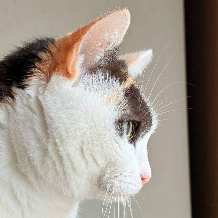 09821362 6fc1 48db 83bf 56850528be03 1763777603356