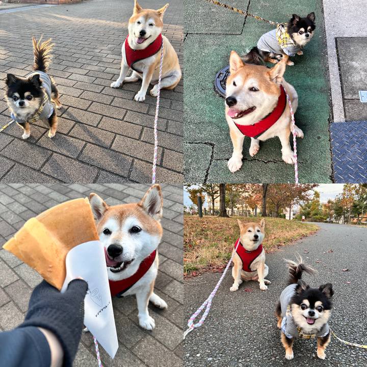 09848e18 18a2 4419 86cc 8df5172b0242 1731399417185