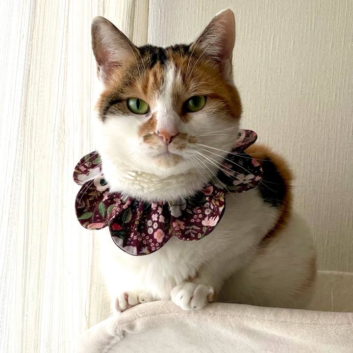 09859b42 3371 495b 96e8 f21ff0dccd99 1738107221677