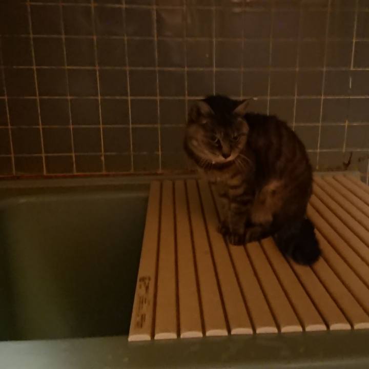 0986f0bf 148d 456e b01b 8f712a5925a8 1571218721692