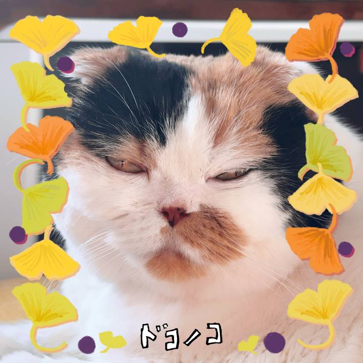 098bf377 09e0 4610 9527 03fae2a42028 1730420451523