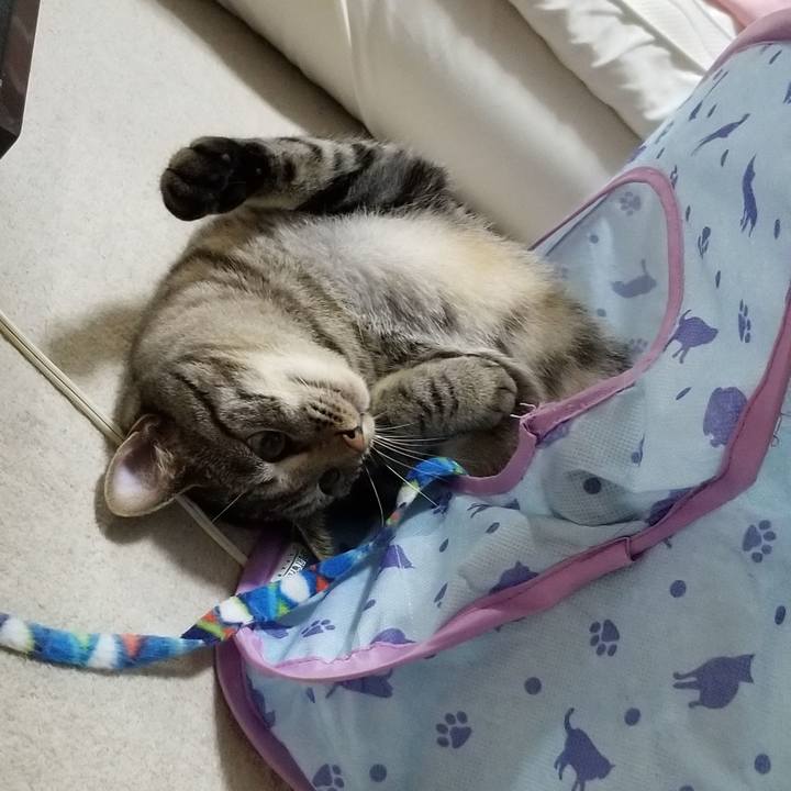 098c0cab 2bc7 4bc5 88d1 78da44d25894 1690340531200