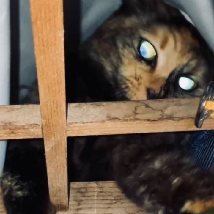 098cd274 a78f 4d22 a4d9 b1fc01ccdfe9 1734635349327