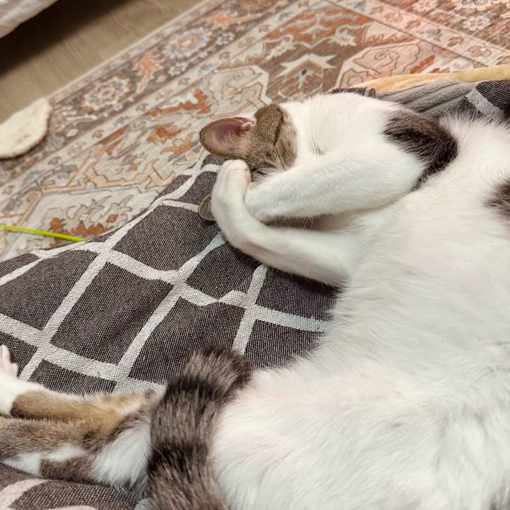 0992c41a ad85 42cf 9e0f 1b6c6a459fe0 1770032822643