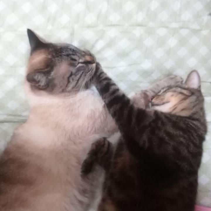 099401cc 75a7 4d6c b9a7 b68effe5288a 1528284012220