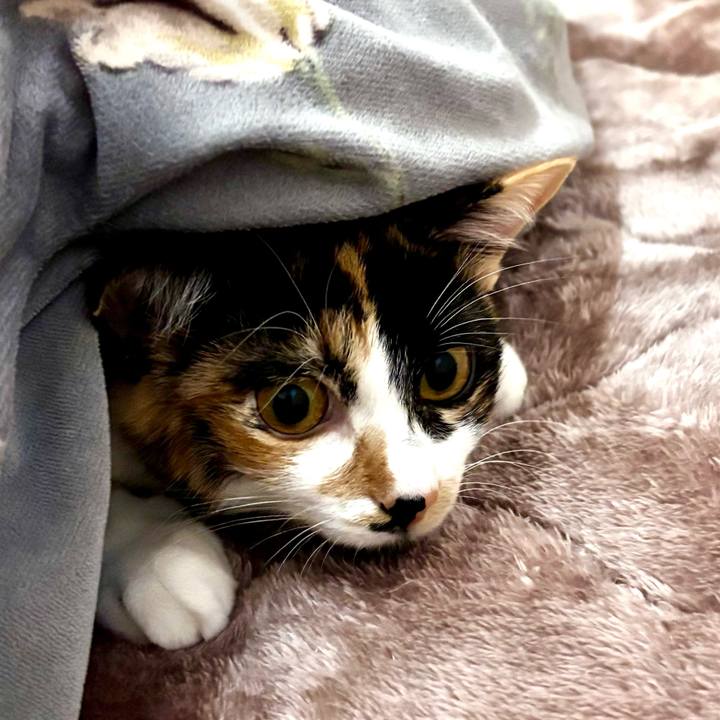 09944d7c d26d 45e8 a328 1049eb8b9560 1763439175214