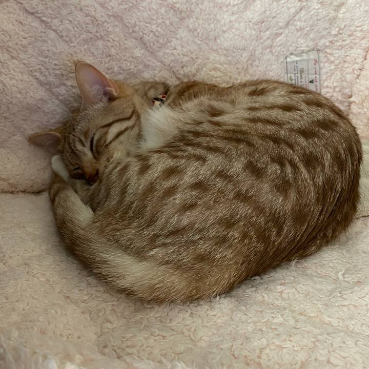 0996f786 9ab4 4e1e b2a4 839941ba543b 1620706034079