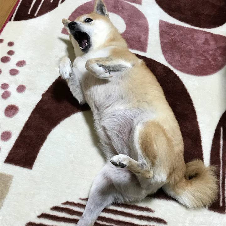 099cea0a 3d4d 4f37 9655 1cf210f9421b 1514293256192