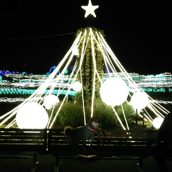 09a0b646 6019 4387 bf4b a317b530256c 1544269945893