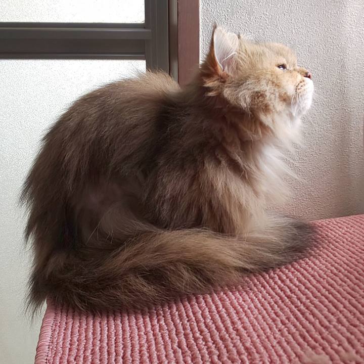 09a56c1a d32a 4c0e 85a4 3ce59abc53c4 1618617680738