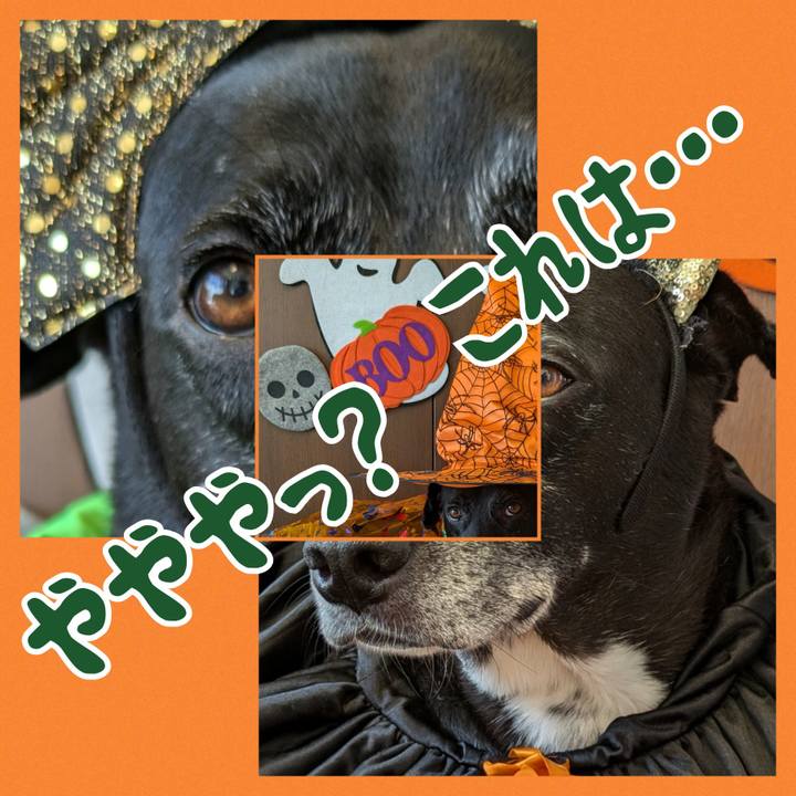 09a5e1c3 f5c3 4959 a47a d826fdc40e6a 1729248467360