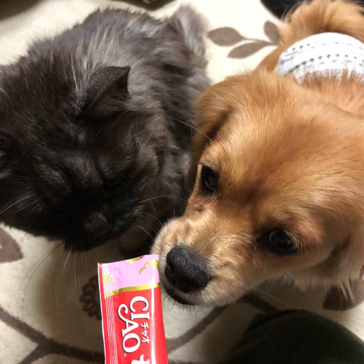 09a86670 214b 4146 a437 a4ff9c52b445 1513806113610