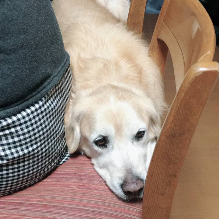 09a88b54 96bf 4e0c 98b1 89fcd7b46ff8 1544566366501