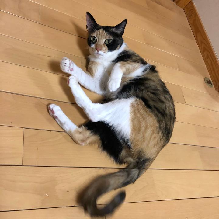 09a91a8e dcae 4bae bc7c bf9710869966 1546002212319