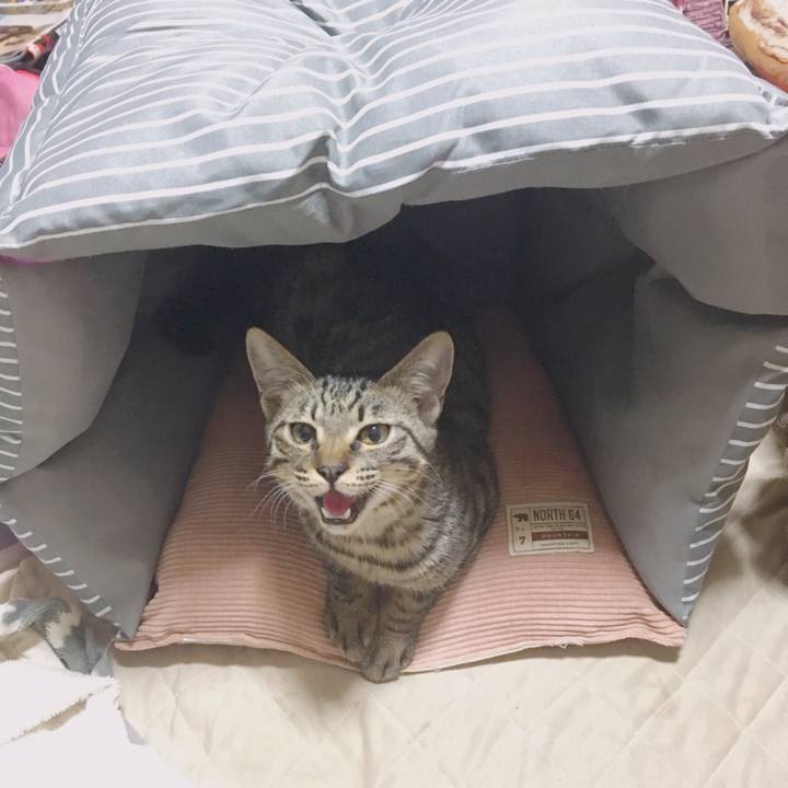 09aa3b6e 790d 4c28 968b b9098945637a 1541418690295