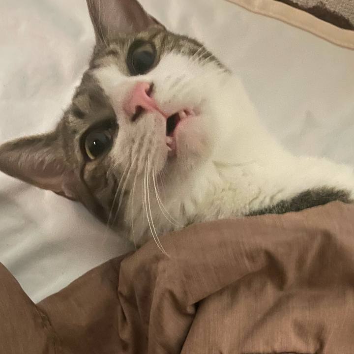 09ad1132 6e42 4ae2 beb4 5bdbfe66cc42 1758693818170