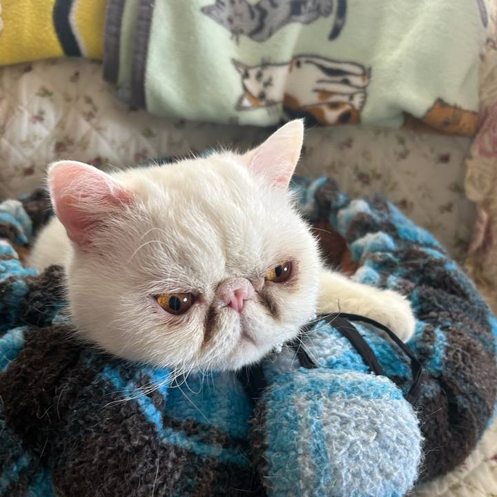 09ad4a4e 94ca 49b7 ba49 3dd6b4376c04 1744423063839